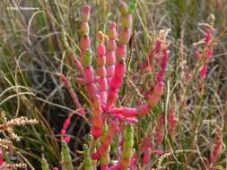 Image of Salicornia neei Lagasca