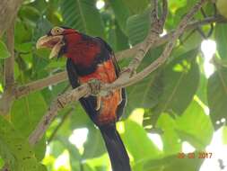 Image of Bearded Barbet