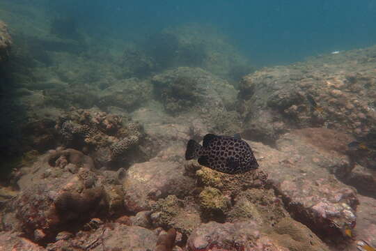 Image of Rock porgy