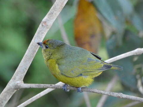 Image of Spot-crowned Euphonia