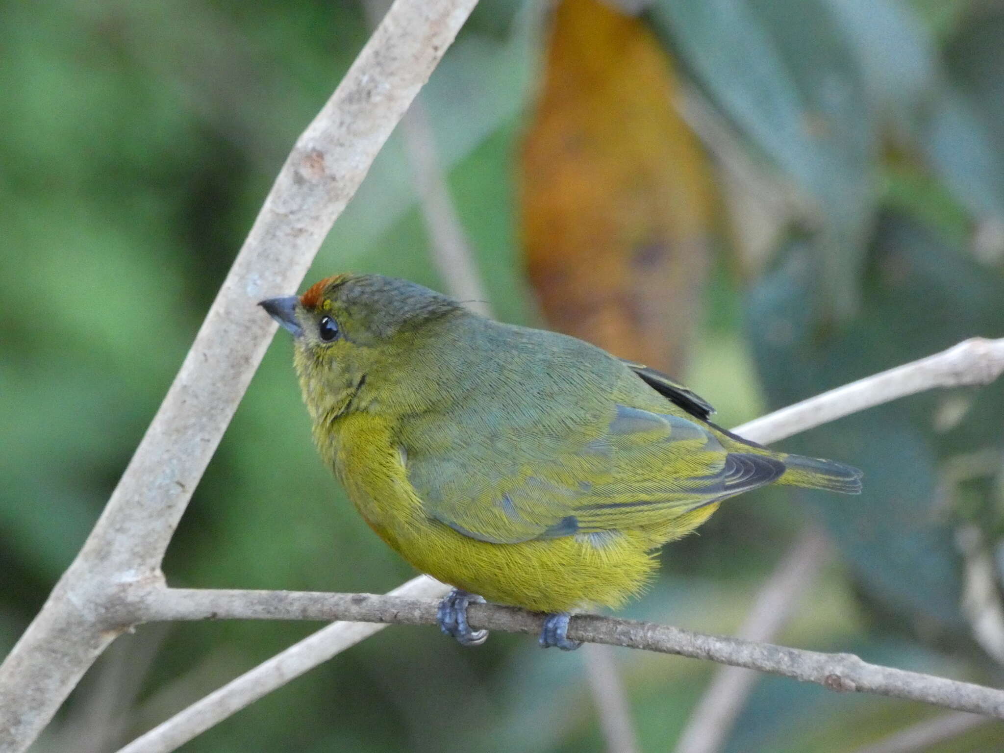 Imagem de Euphonia imitans (Hellmayr 1936)