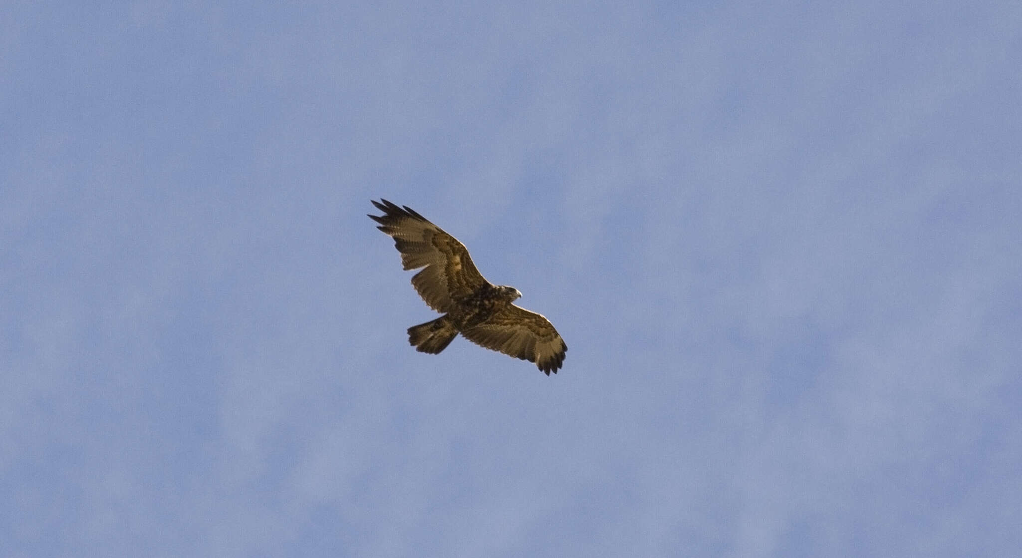 Image of Black-chested Buzzard-Eagle