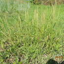 Imagem de Plantago maritima subsp. ciliata Printz