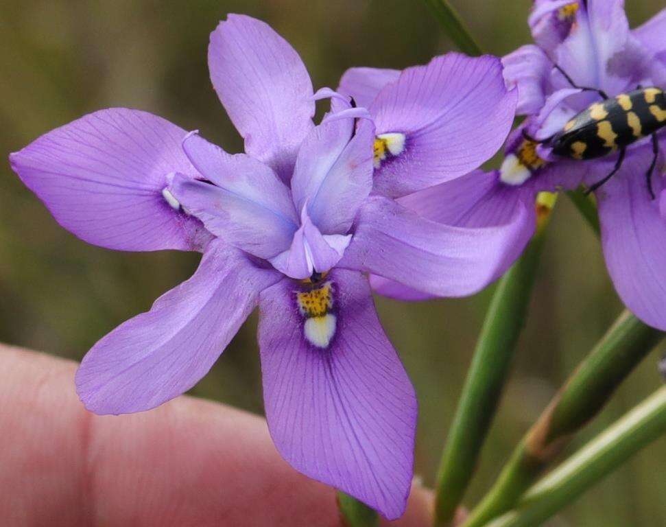 Image of Moraea inclinata Goldblatt