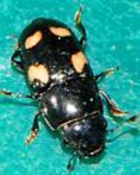 Image of Four-spotted Sap Beetle