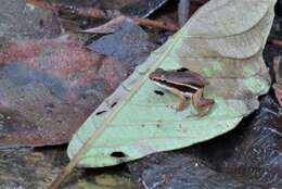 Plancia ëd Silverstoneia flotator (Dunn 1931)