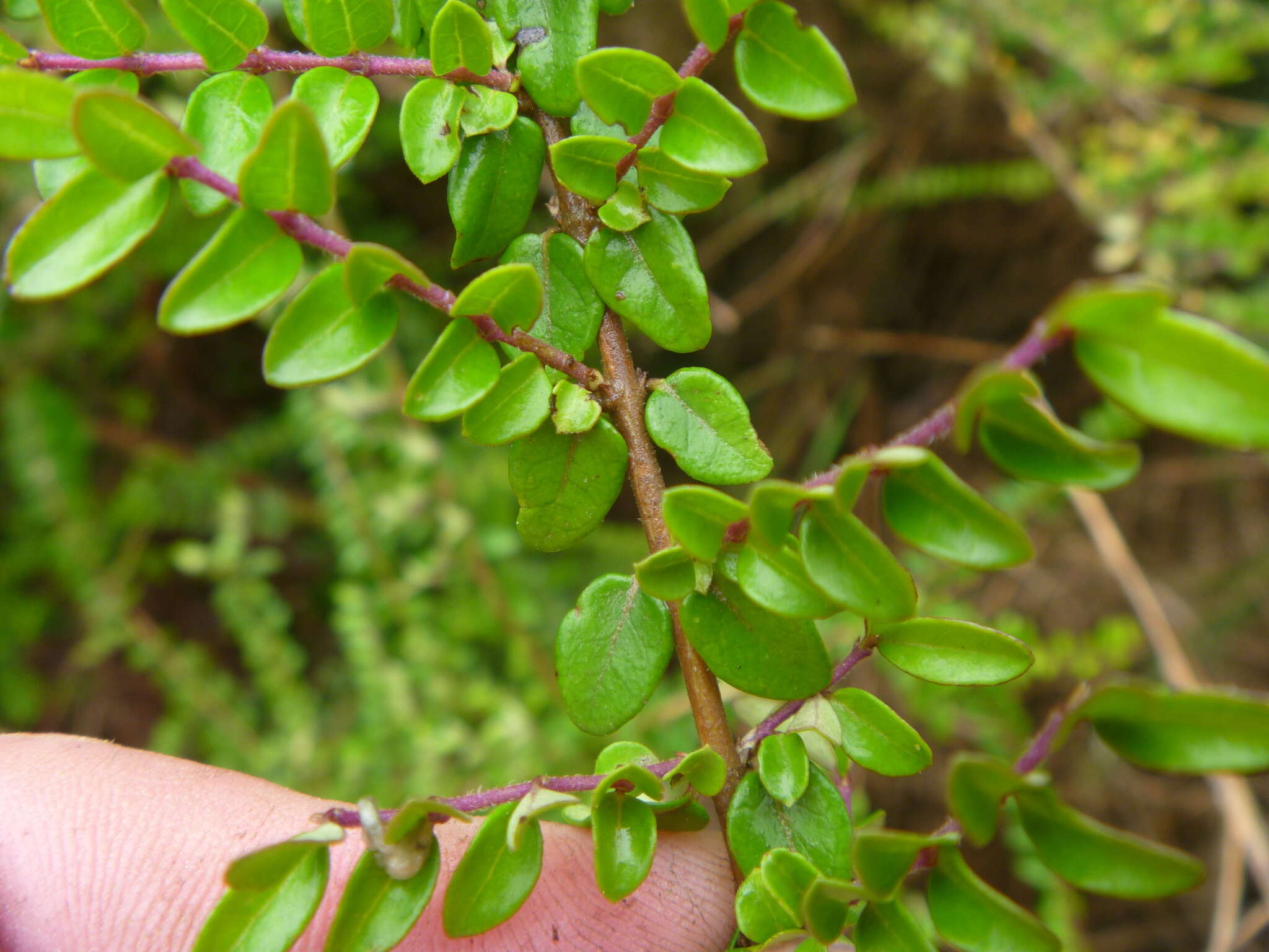 صورة Lonicera pileata var. yunnanensis (Franch.) Bernd Schulz