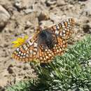 Euphydryas anicia wheeleri (Hy. Edwards 1881)的圖片