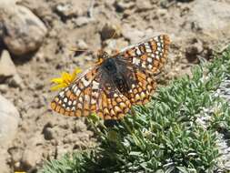 Euphydryas anicia wheeleri (Hy. Edwards 1881)的圖片