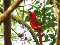 Plancia ëd Cardinalis phoeniceus Bonaparte 1838