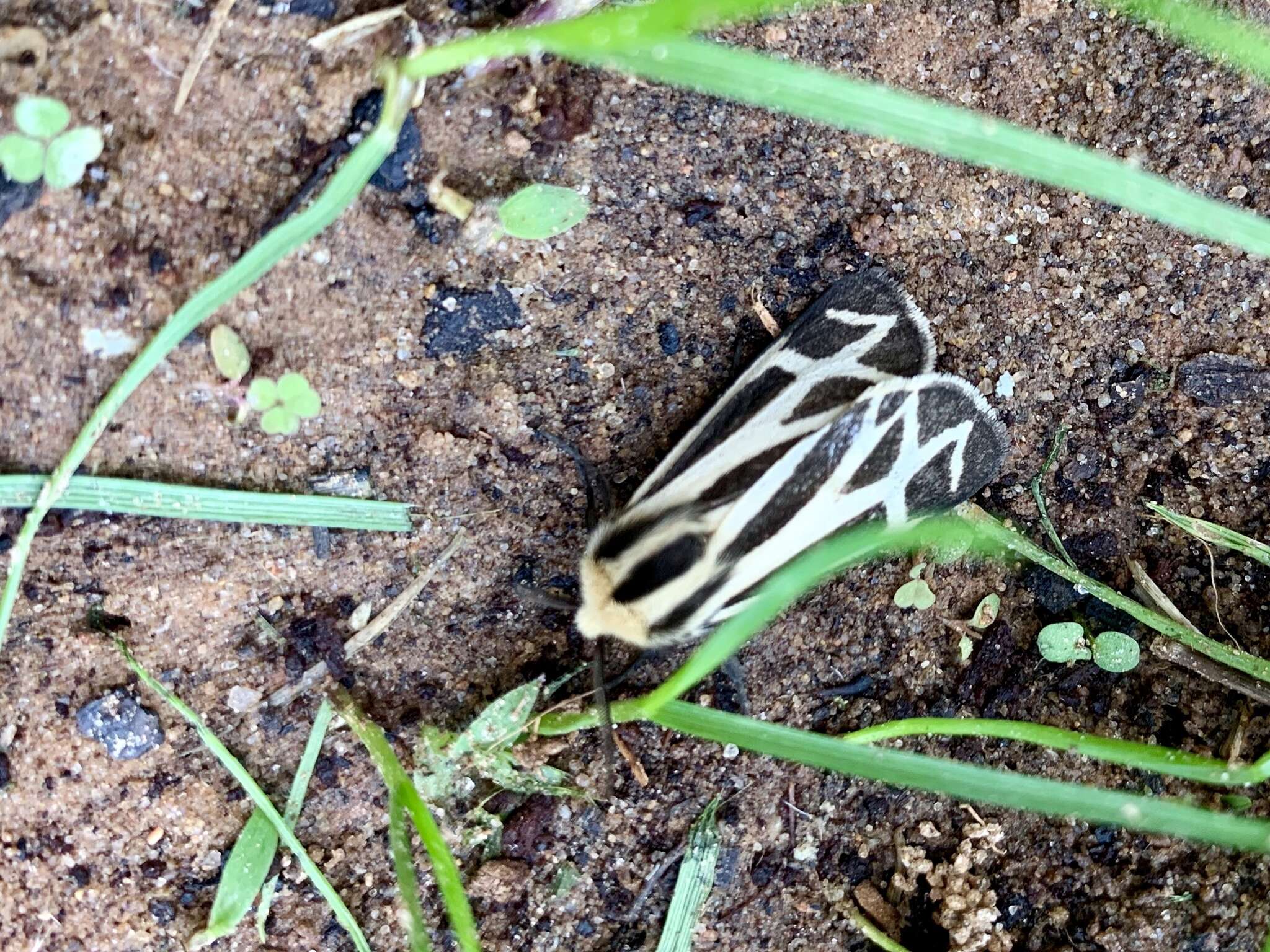 Image of Carlotta's Tiger Moth