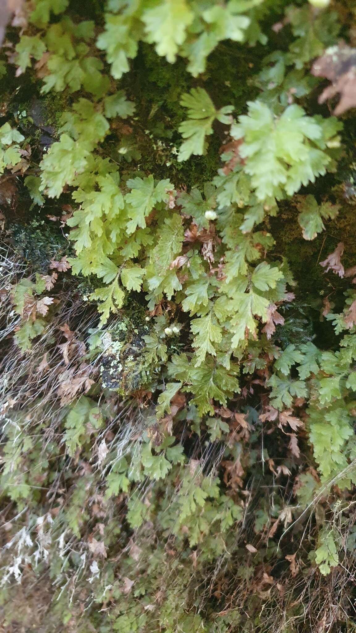 Plancia ëd Hymenophyllum rufescens Kirk