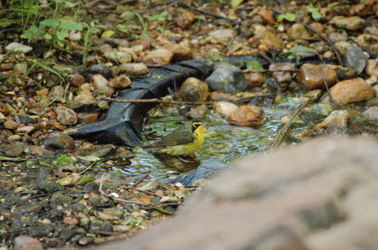 Image of Kentucky Warbler