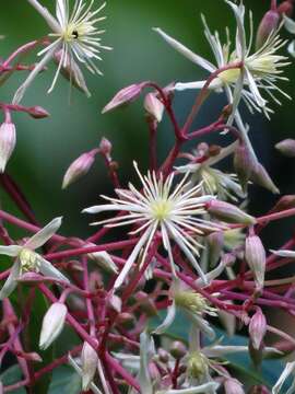 Image of Clematis pickeringii A. Gray