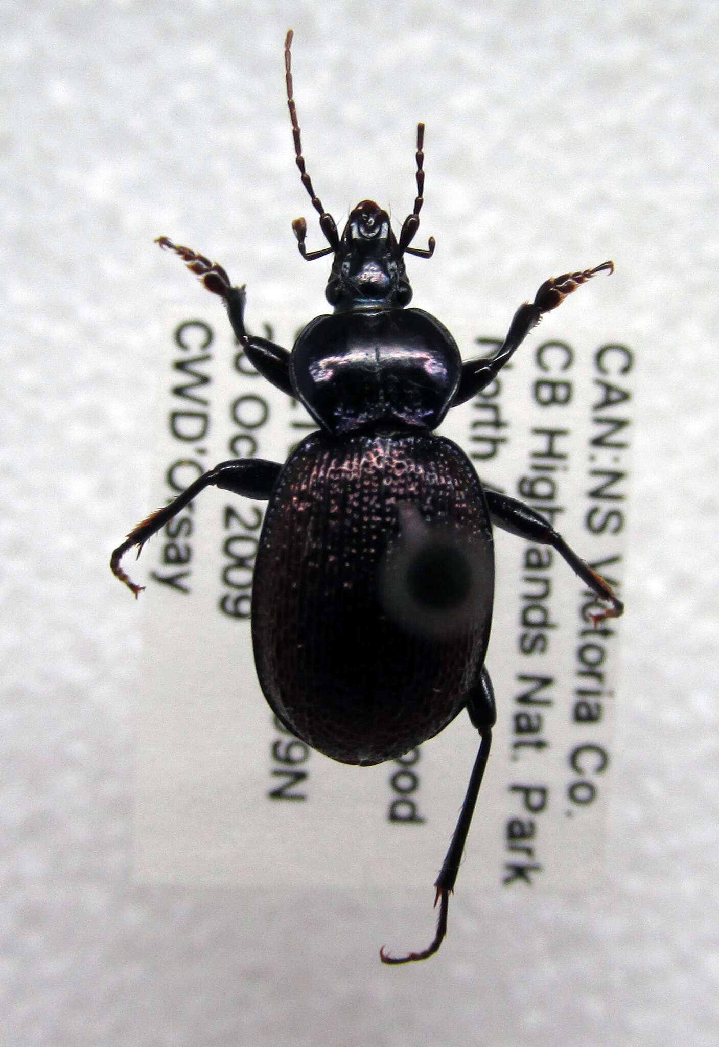 Imagem de Sphaeroderus nitidicollis Guérin-Méneville 1829