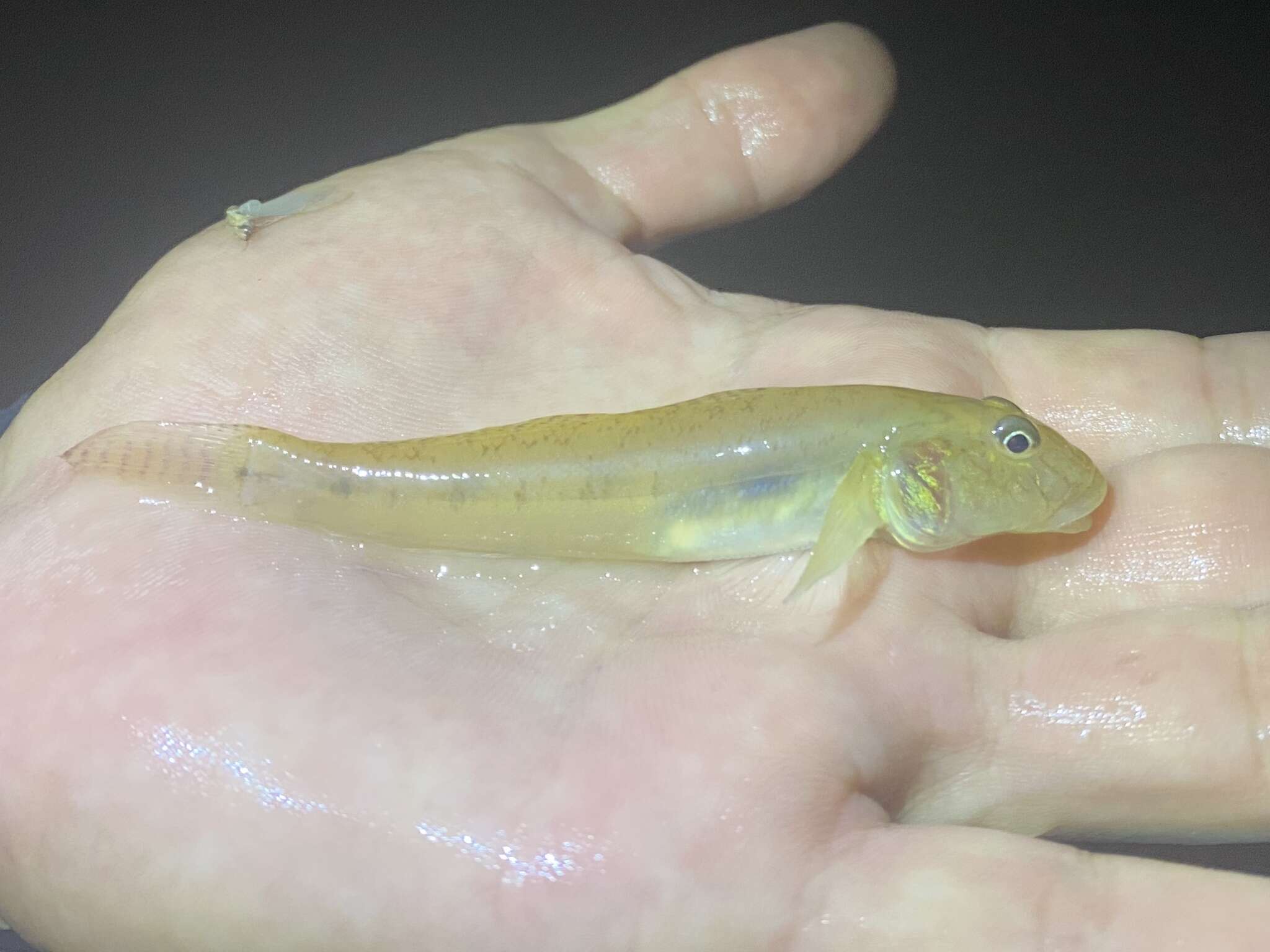 Image of Brown goby