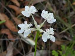 Image of Xanthosia atkinsoniana F. Müll.