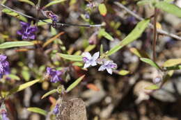 Image de Trichostema laxum A. Gray