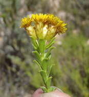 Plancia ëd Oedera squarrosa (L.) A. A. Anderberg & K. Bremer