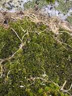 Image of homomallium moss