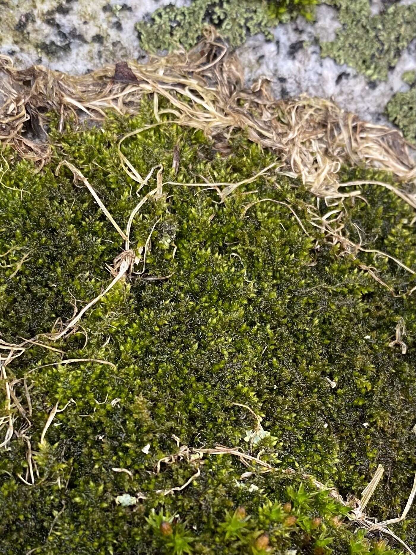 Image of homomallium moss