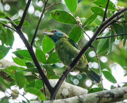 Sivun Psilopogon asiaticus (Latham 1790) kuva