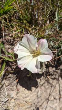 Image de Calystegia subacaulis subsp. episcopalis R. K. Brummitt