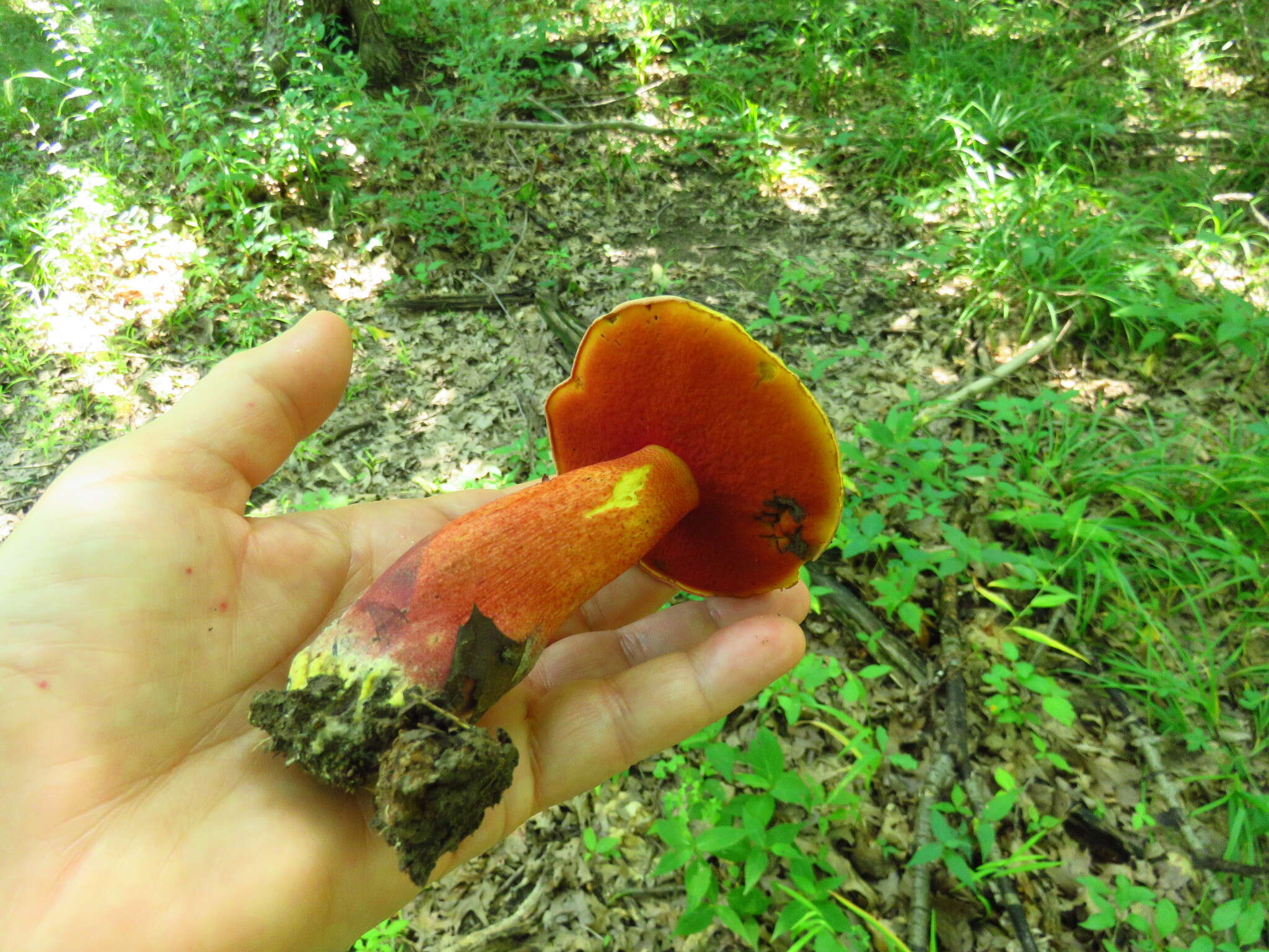 Image of Boletus rubroflammeus A. H. Sm. & Thiers 1971