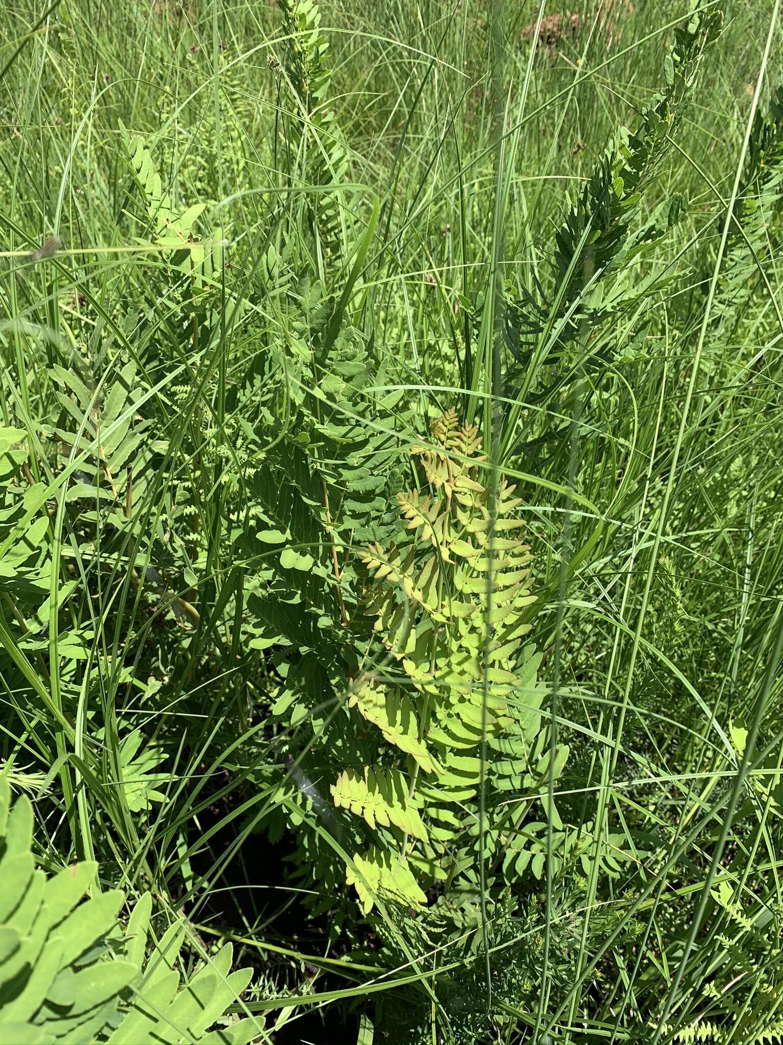 Image of Osmunda hilsenbergii Hook. & Grev.