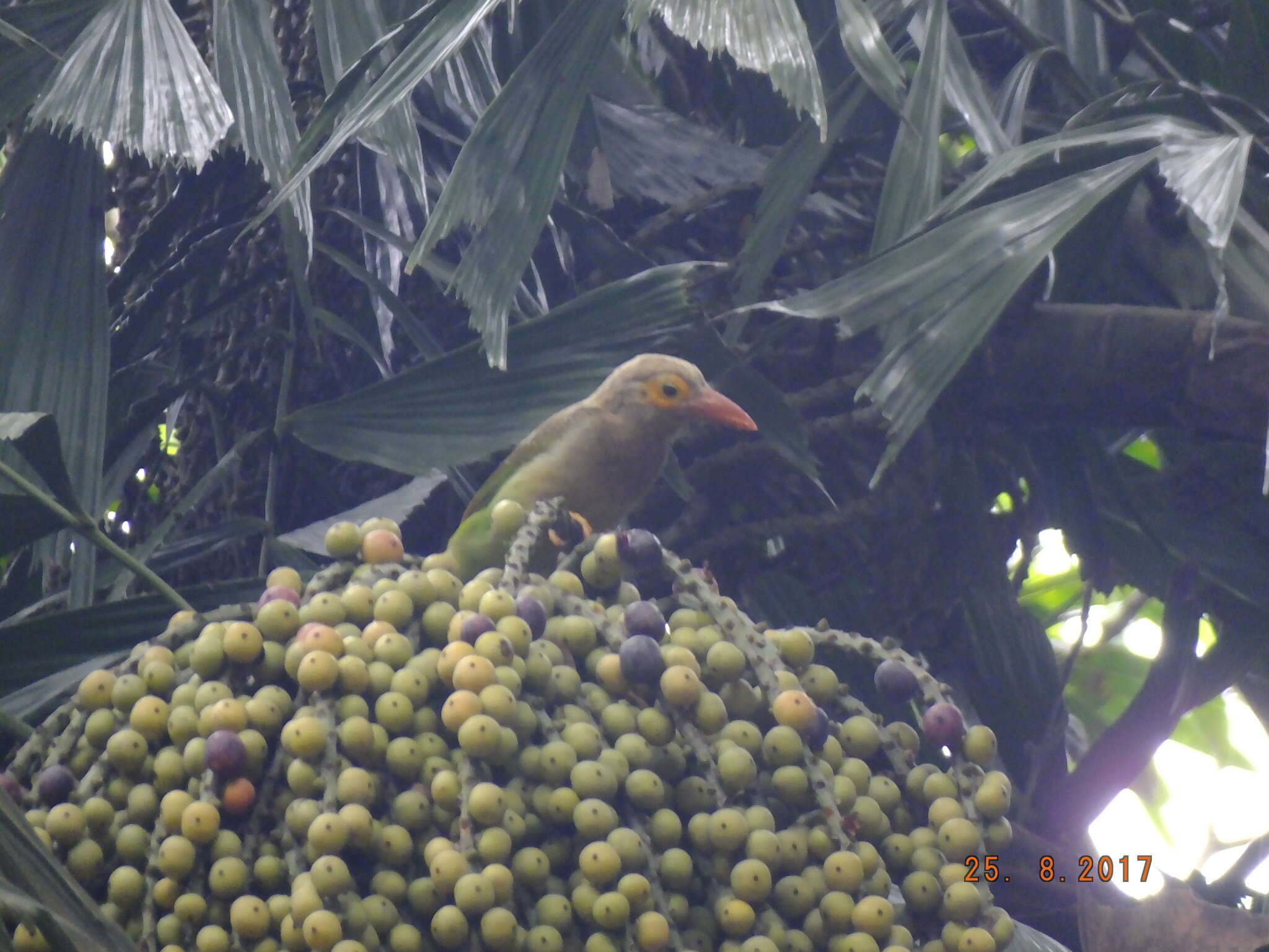 Psilopogon zeylanicus (Gmelin & JF 1788) resmi