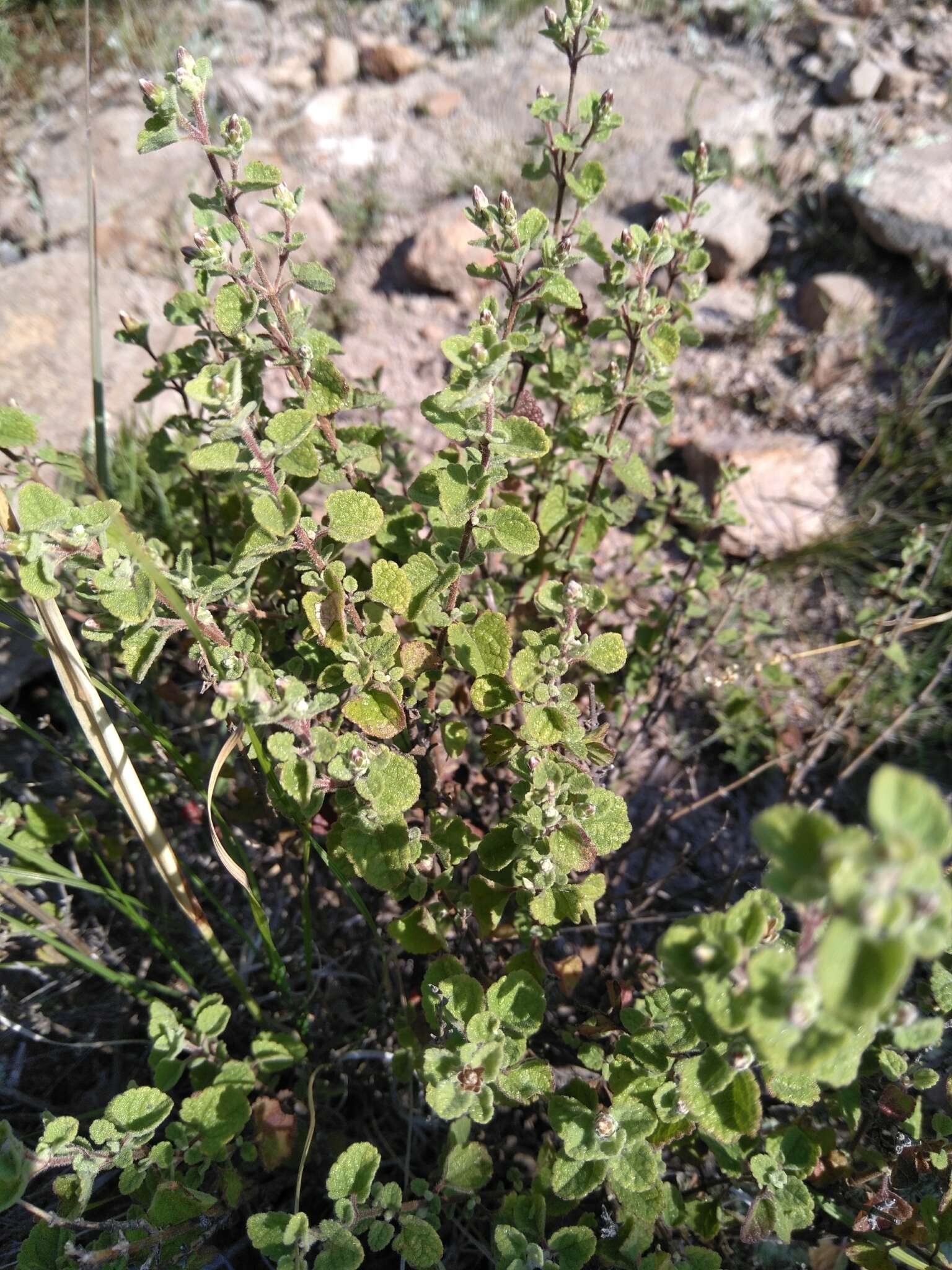 Brickellia veronicifolia (Kunth) A. Gray的圖片