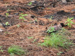 Image of Pinos Altos Mountain bean