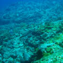 Image of Black-banded sea krait