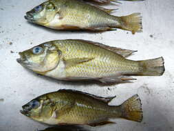 Image of Eastern River Bream