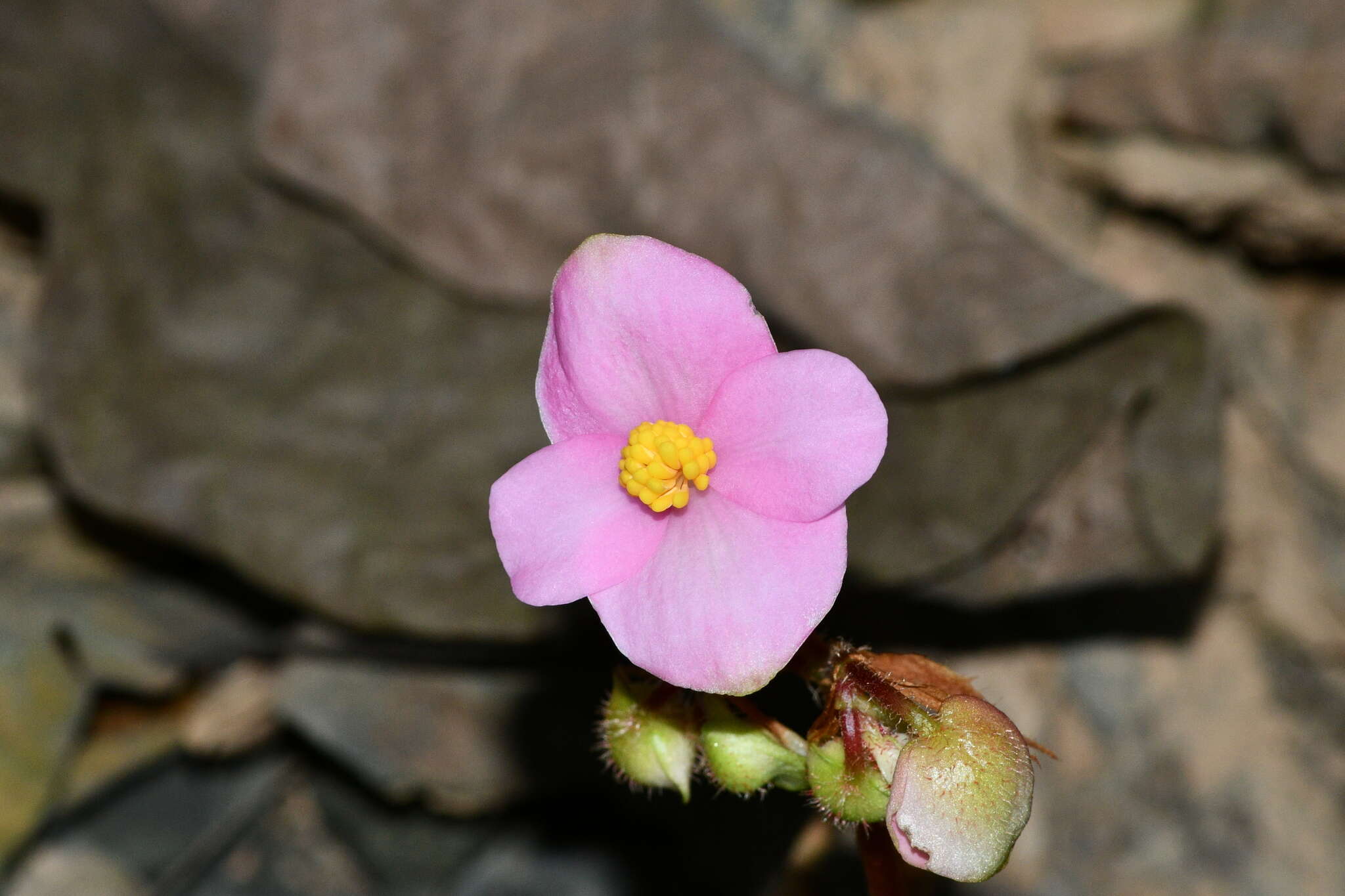 Image of Begonia austrotaiwanensis Y. K. Chen & C. I. Peng