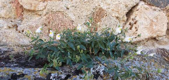 صورة Antirrhinum graniticum Rothm.