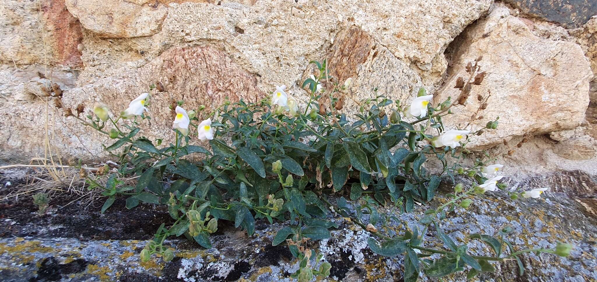 Image de Antirrhinum graniticum Rothm.