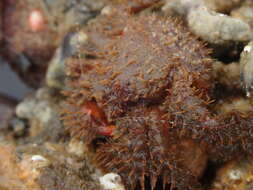 Image of hairy crab