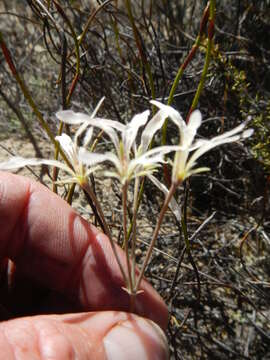 Image of Pelargonium fergusoniae L. Bolus