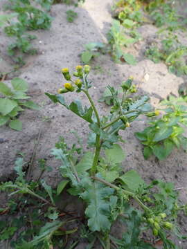 Image of Senecio vulgaris subsp. vulgaris