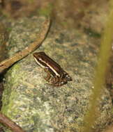 Image of Anthony's Poison-Arrow Frog