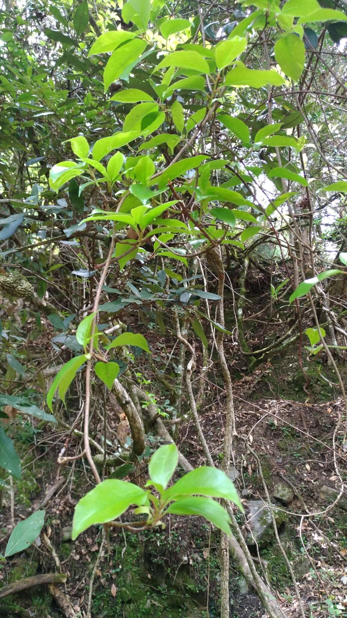 Image of Schisandra arisanensis Hayata