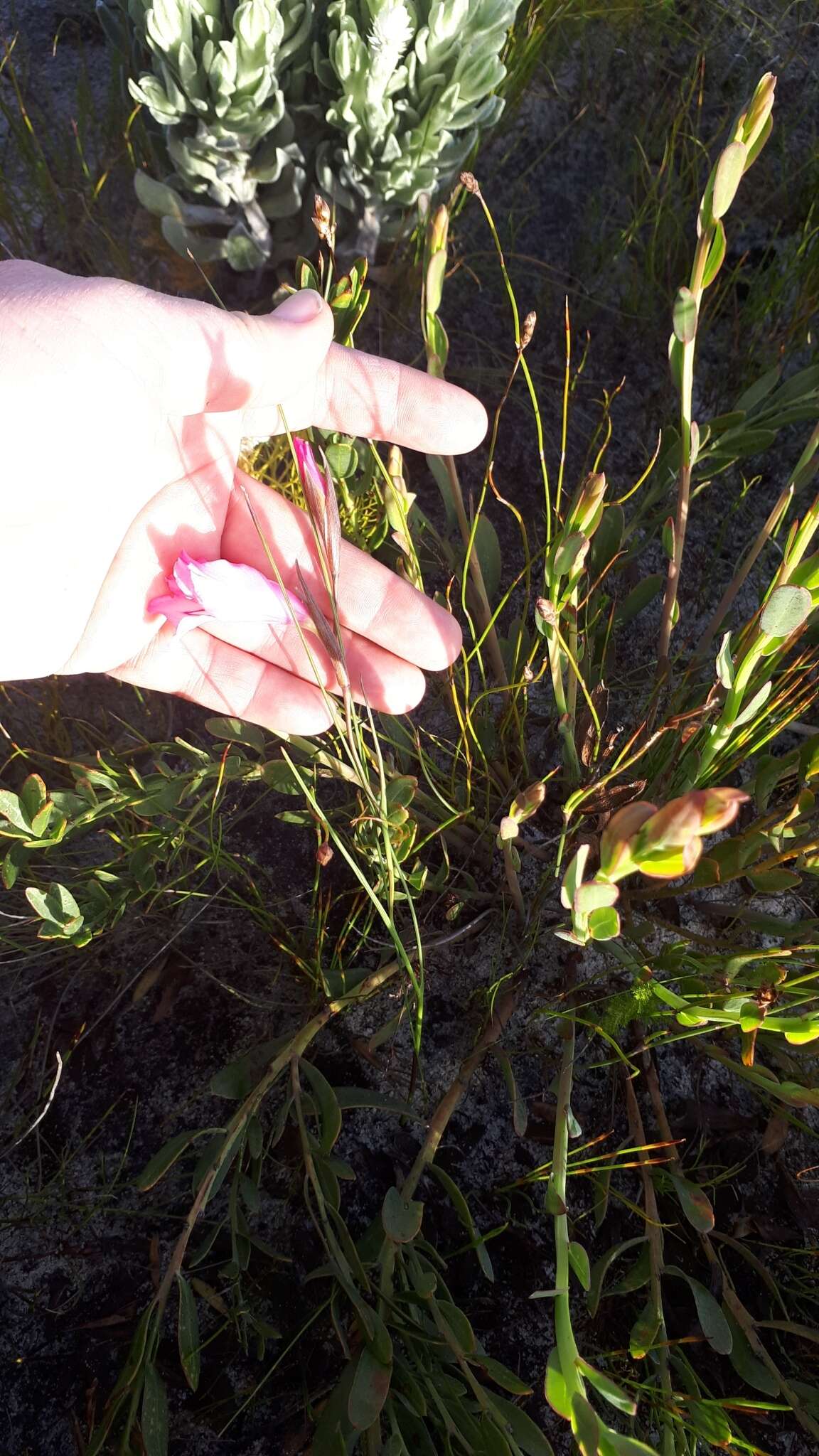 Image of Gladiolus ornatus Klatt