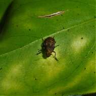 Image of Coffee Bean Weevil