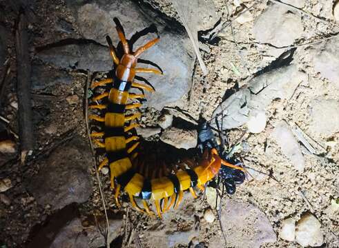 Imagem de Scolopendra hardwickei Newport 1844