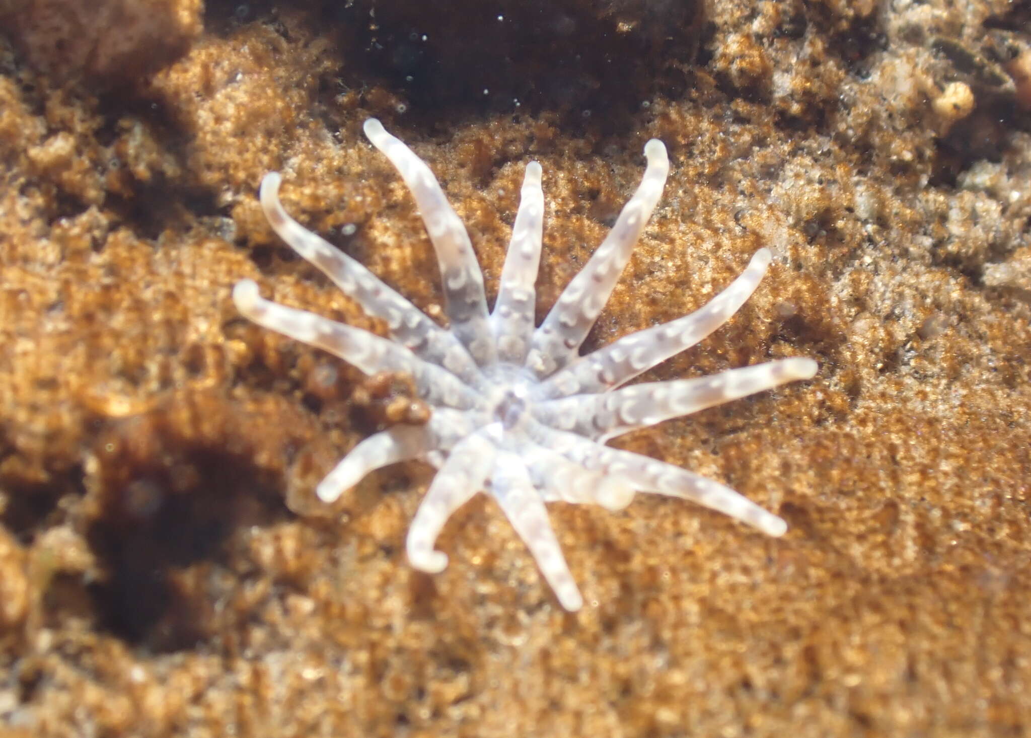 Image of cryptic burrowing anemone