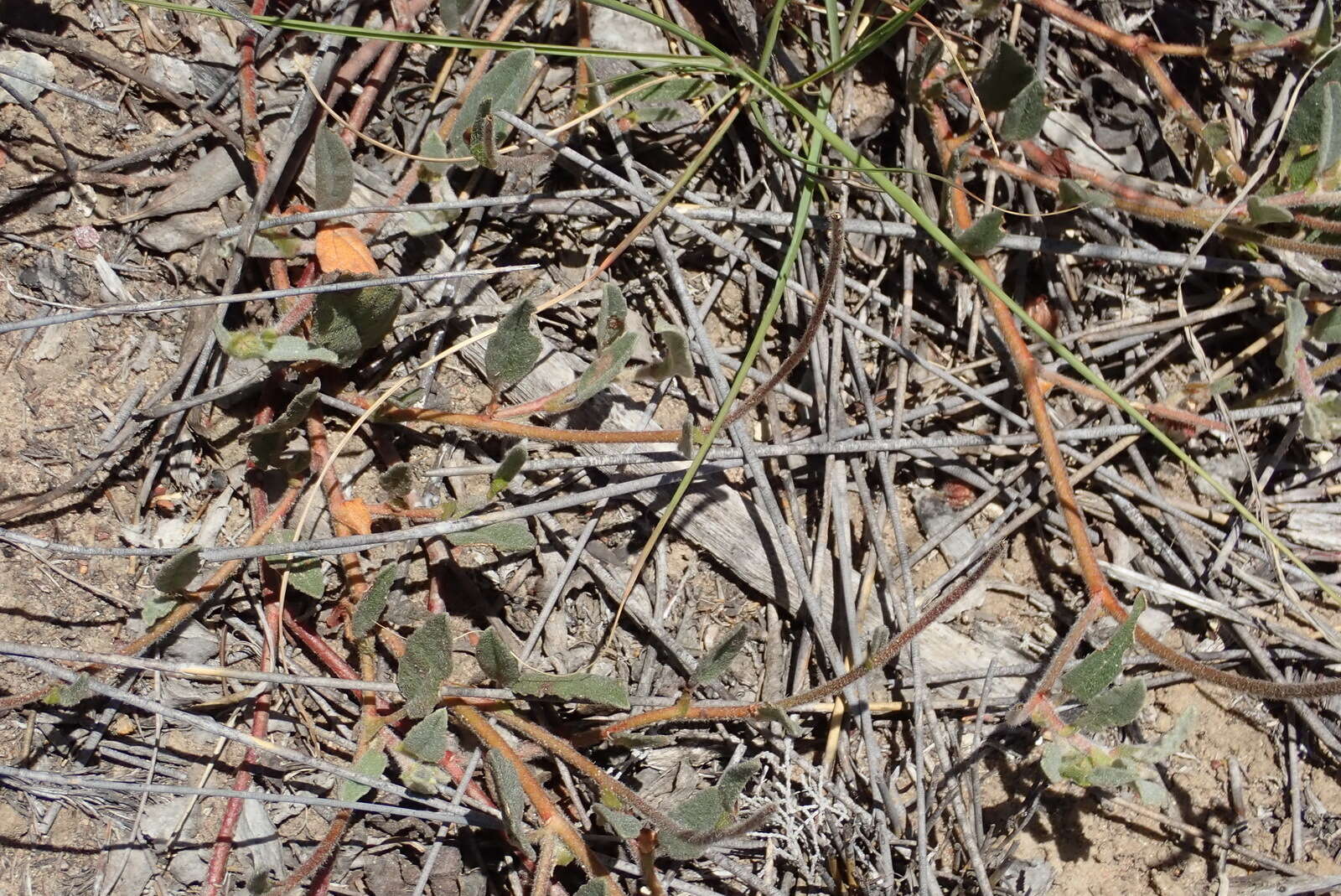 Image of Hermannia decumbens Willd.