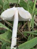 Слика од Saproamanita prairiicola (Peck) Redhead, Vizzini, Drehmel & Contu 2016