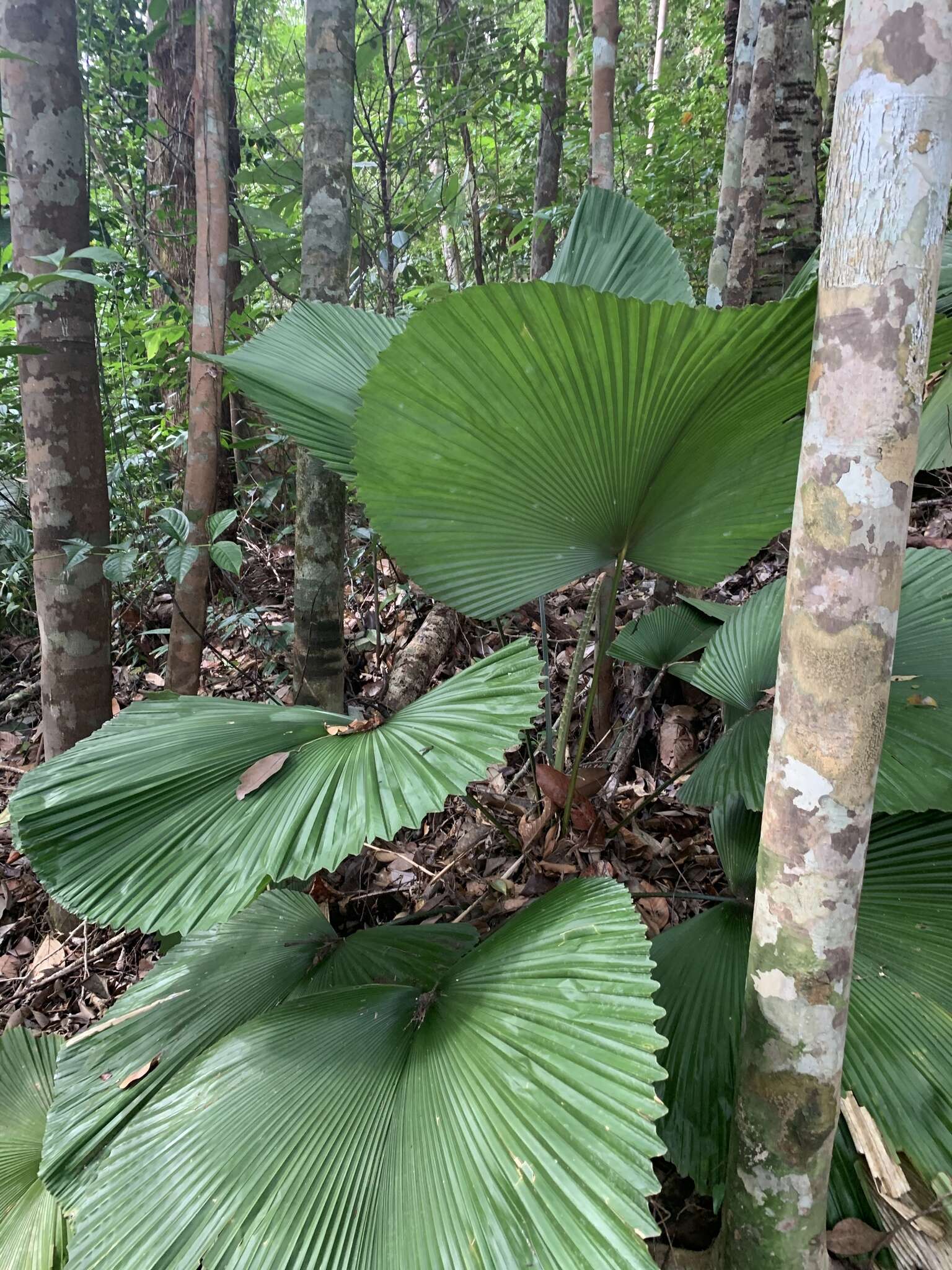 圆形轴榈的圖片