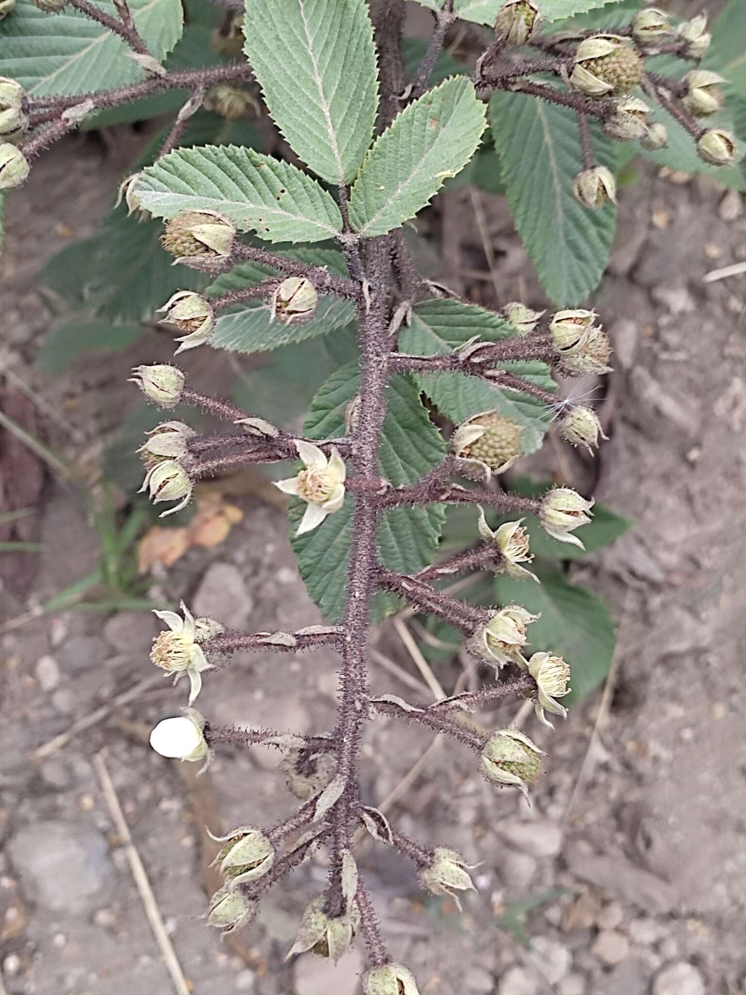 Imagem de Rubus boliviensis Focke